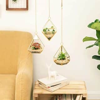 Hanging Plants Glass